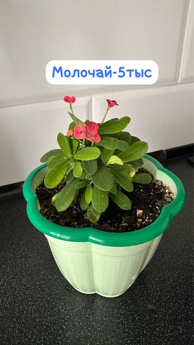 Женское счастье, Молочай