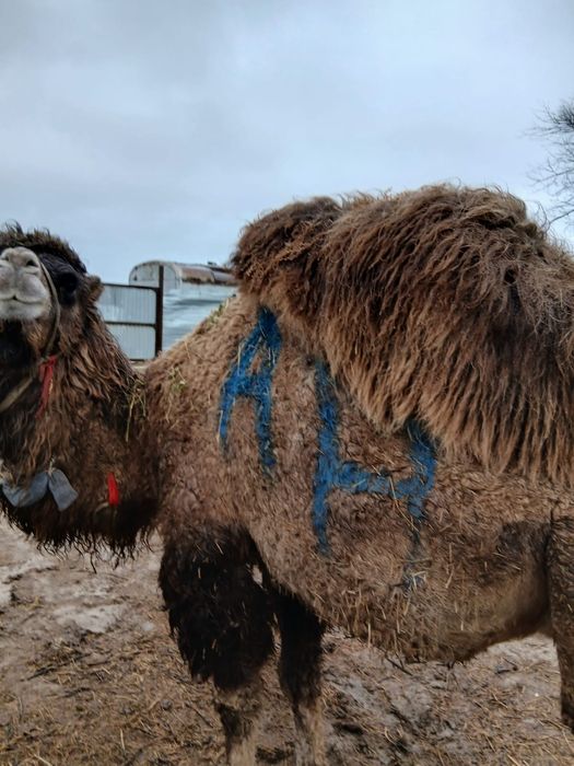 Буаз түйе сатылады .Жуас түйе