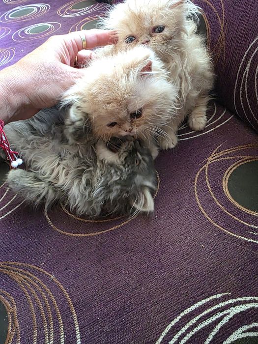 Персийски котенца.Едно момченце,и двемомиченца.
