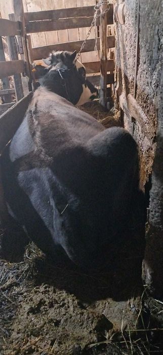 Продам  быка 1 год 4 месяца