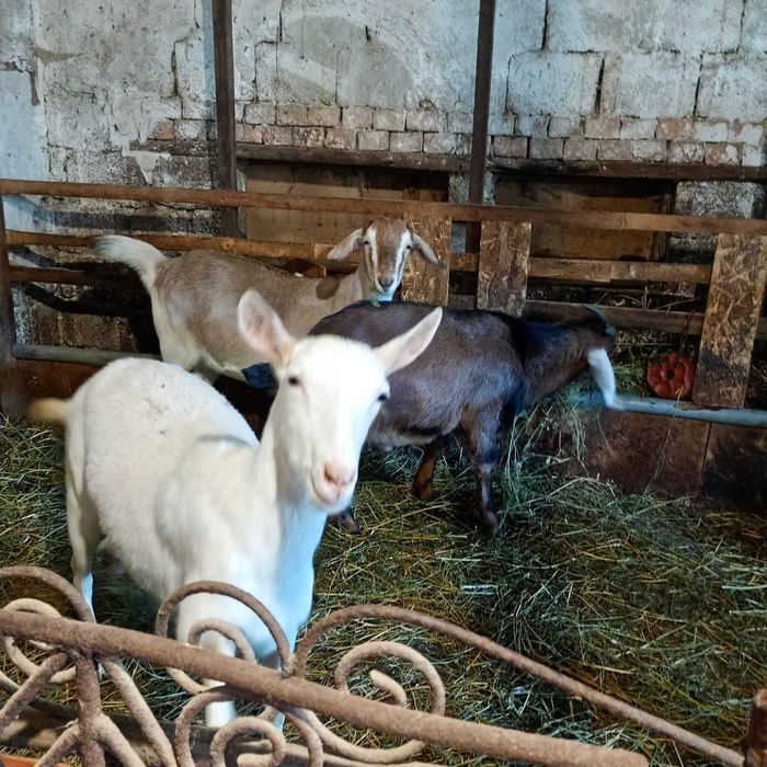 Două capre sanen la prima fătare, un țap anglo-nubian