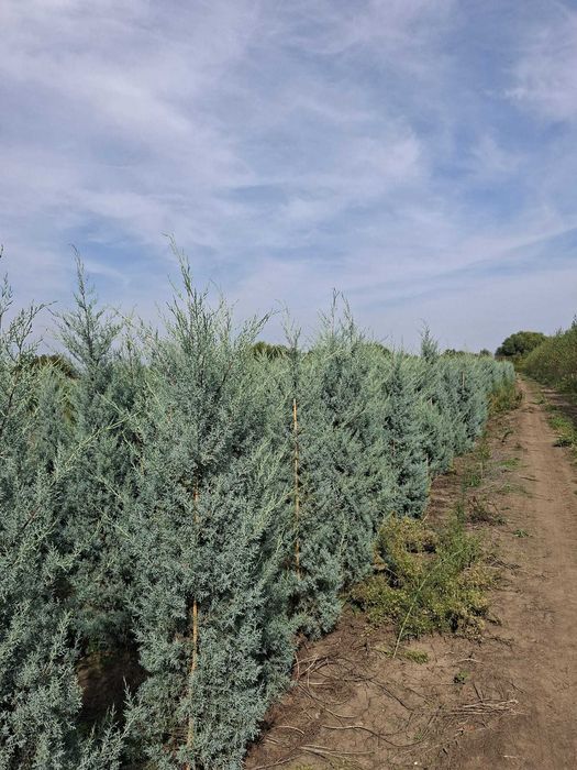 Chiparos de Arizona Argintiu / Arizonica (Cupressus Arizonica)