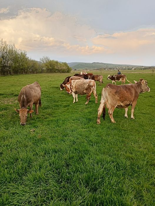 Vând vaci fatatae recent și gestante de noua luni