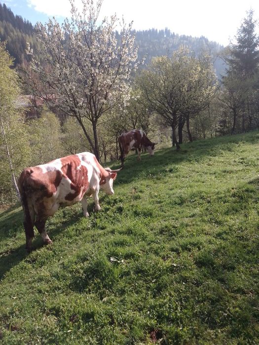 Vând urgent 2 vaci