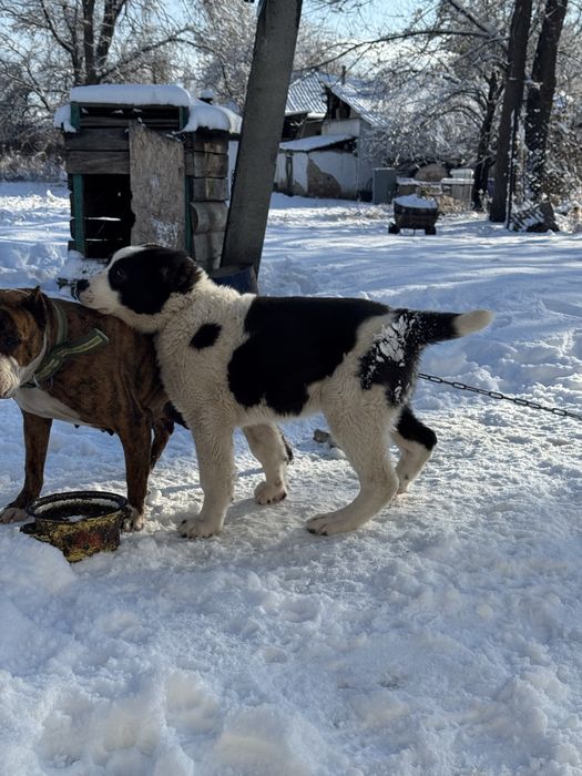 Супер тяж Алабай