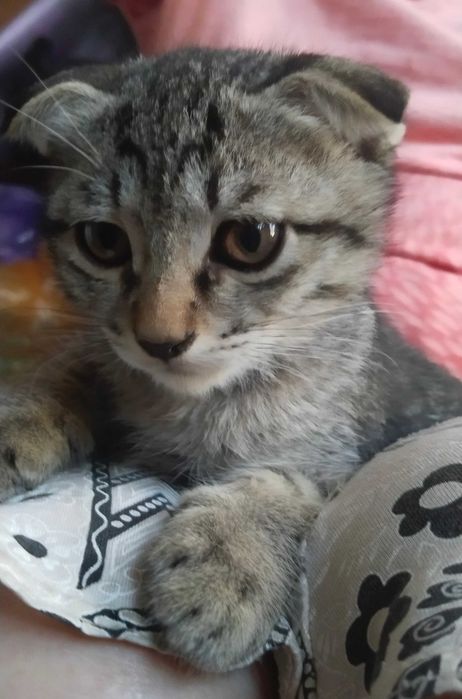 Котёнок вислоухий