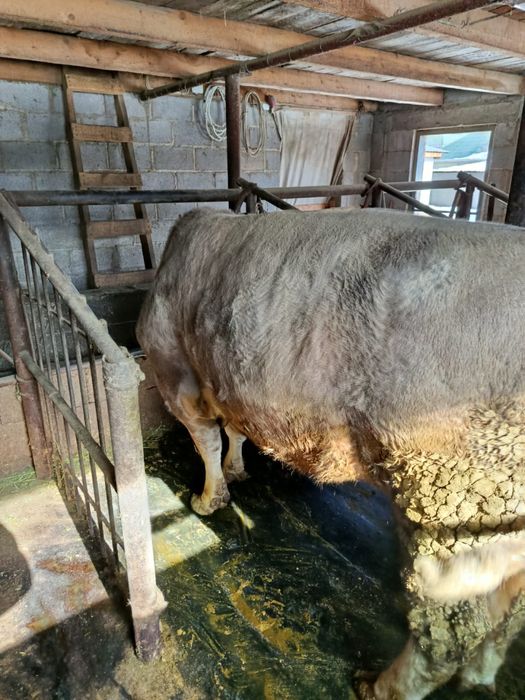 Продам быка 1,5 года