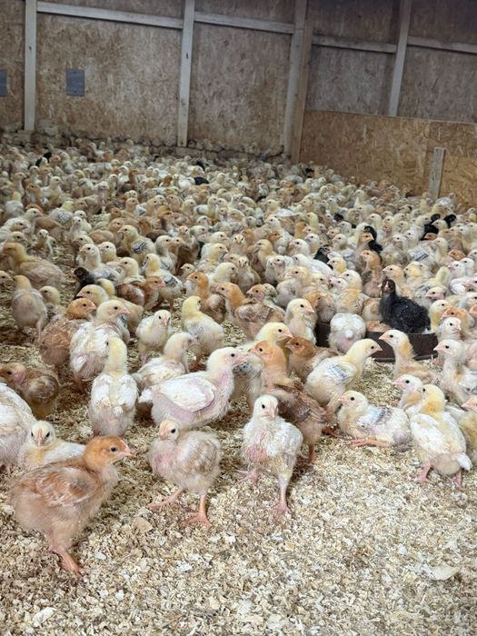 Pui colorati rasa mixta 500 grame