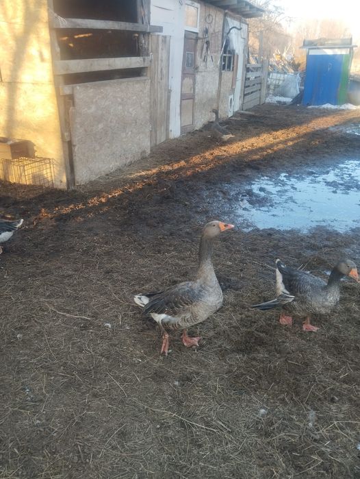 Продам гусака одного