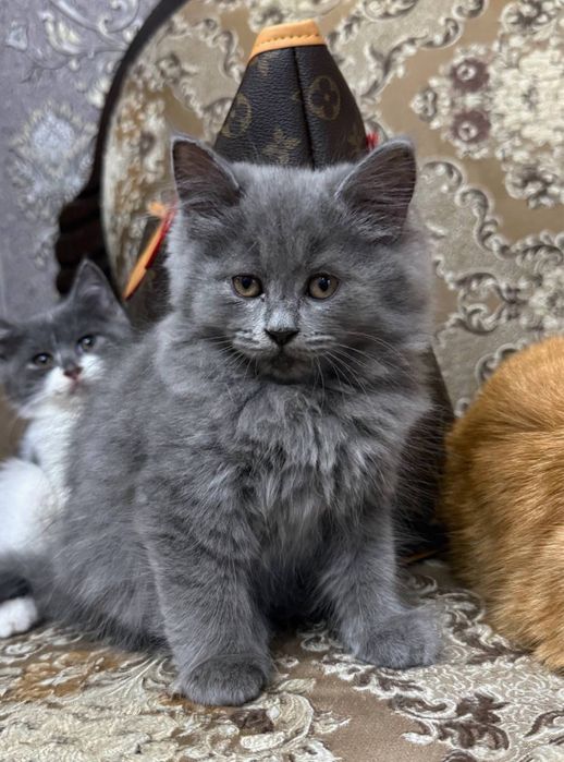 Скотиш страйт мальчик