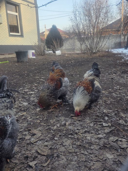 Продаются молодые петушки