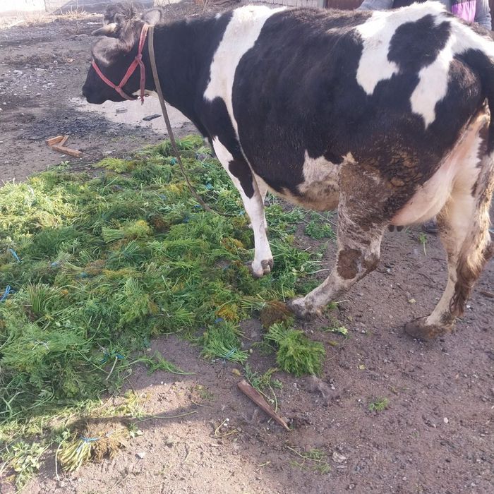 Sigir sotiladi  sogʻlom