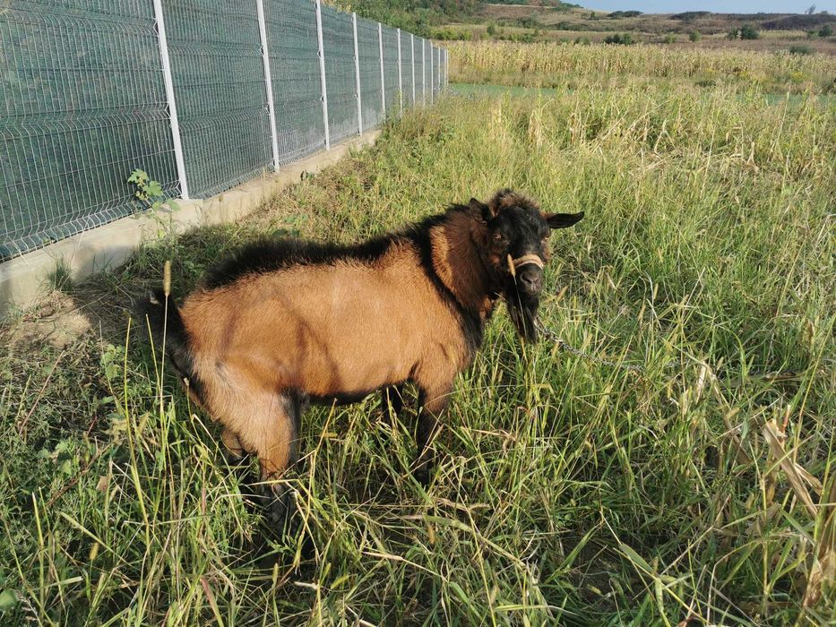 Animale api e franc3ze