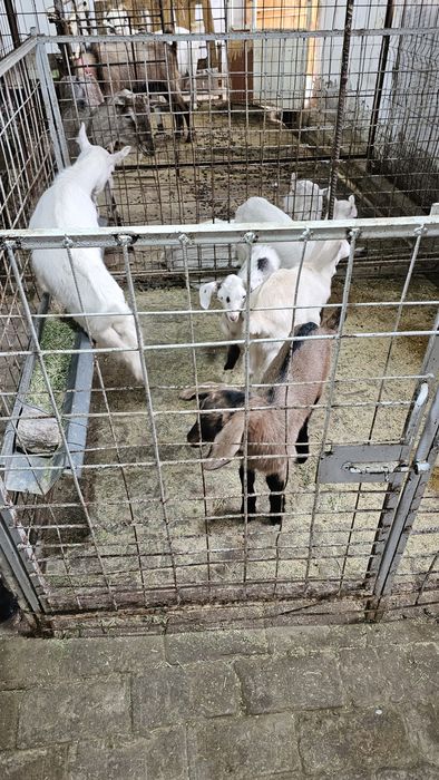 Сотилади эчкичалар