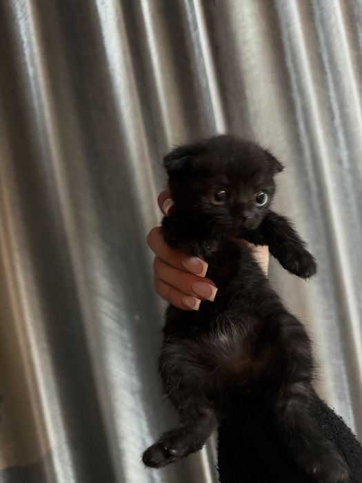 Кошки шотладский