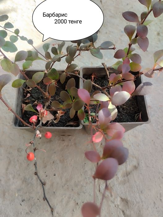 Продам цветы садовые