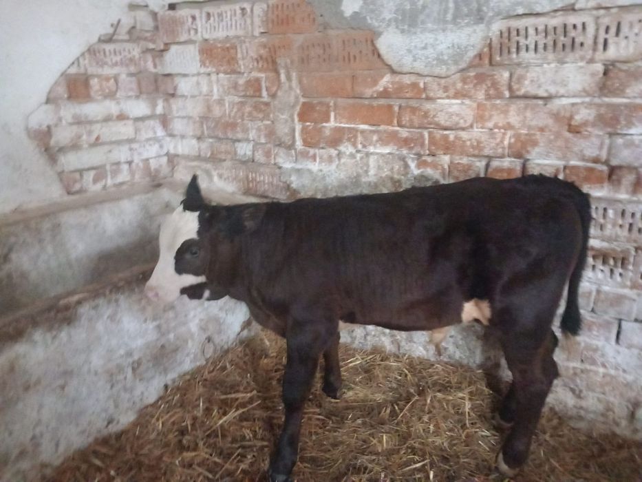 Vând un Taur angus