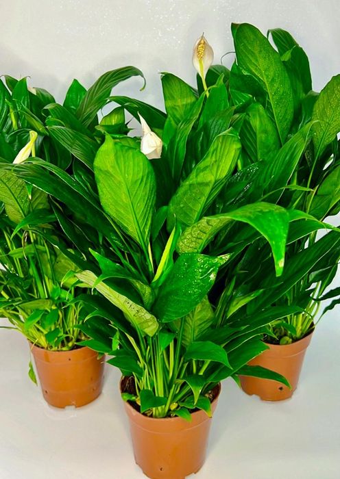 Спатифиллум 7500 тенге