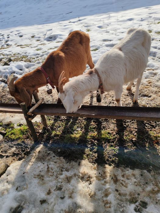 Vand capre anglo-nubian