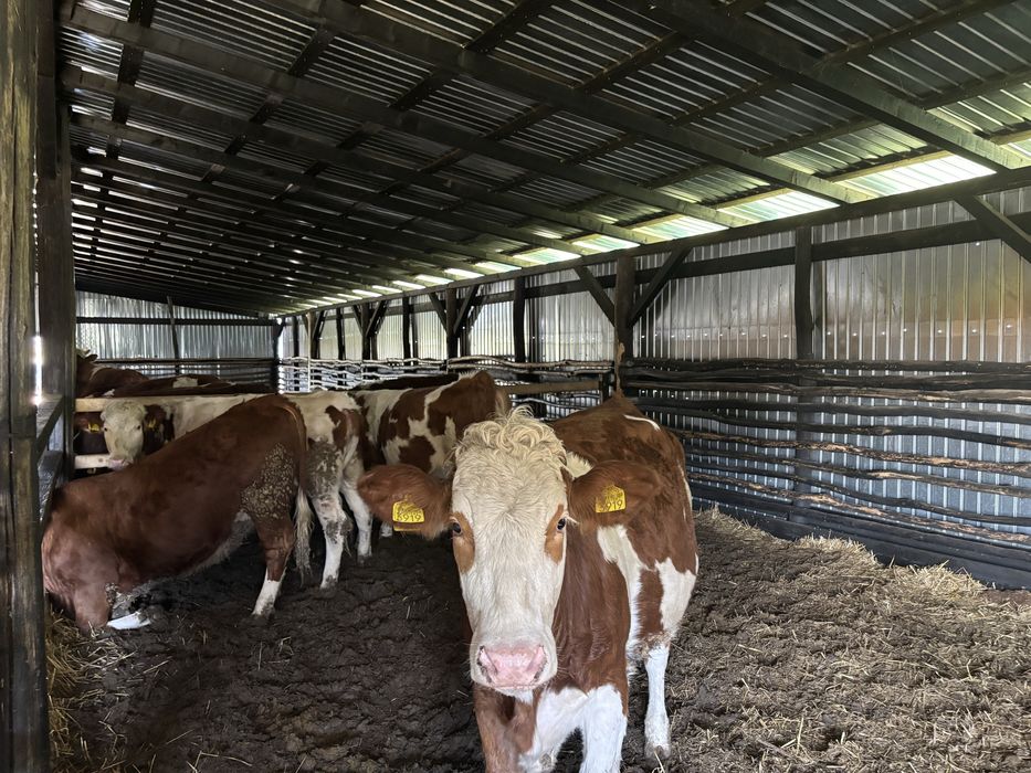 Vand 10 juninci si 1 taur