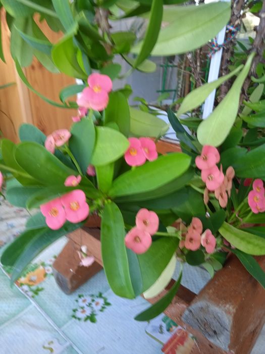 Продам комнатные цветы