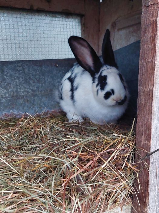 Vând iepurită data la monta