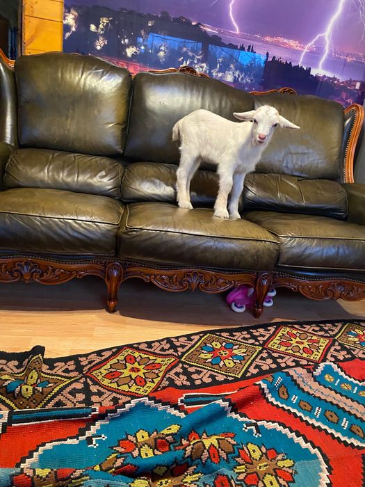 Tap de vânzare  10 luni