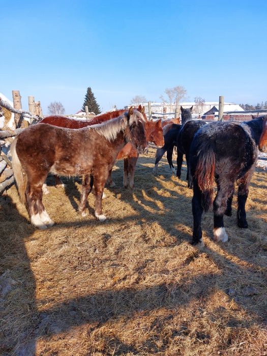 Продам тяжеловозов жеребчиков