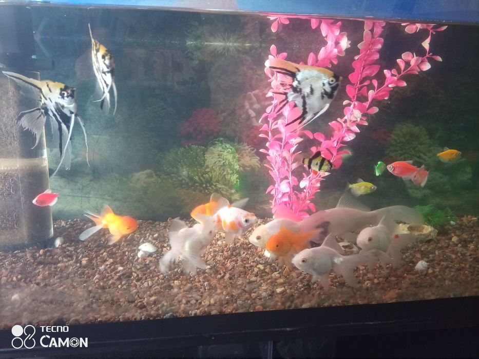 Akvarium va baliqlar