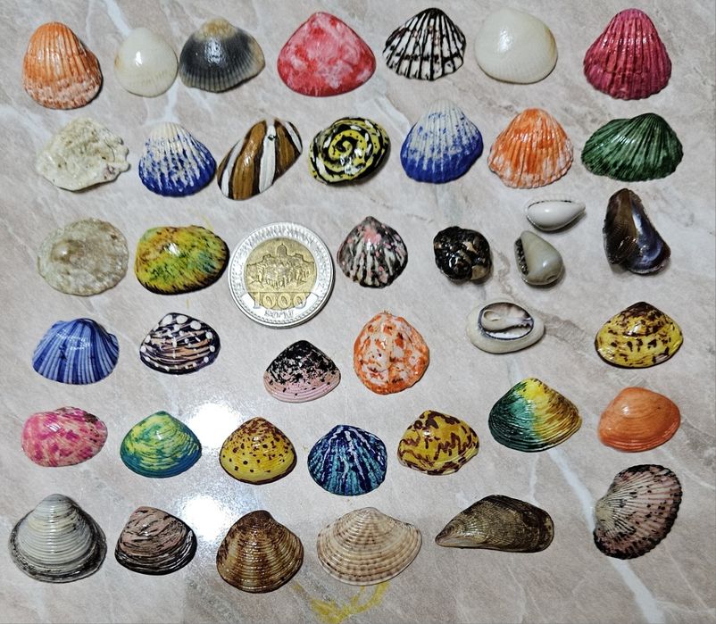 Красивые ракушки.