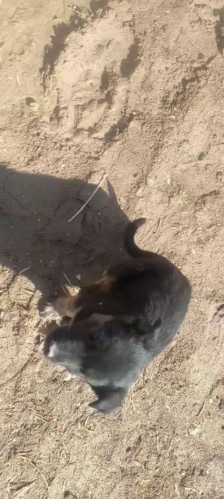 Немецкий авчарка 2 айлык кушик