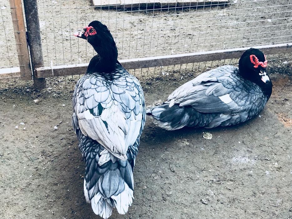 Индоутки германских линий