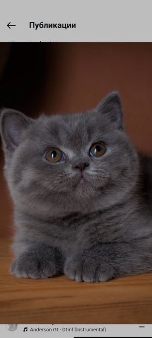 Британский котенок мальчик