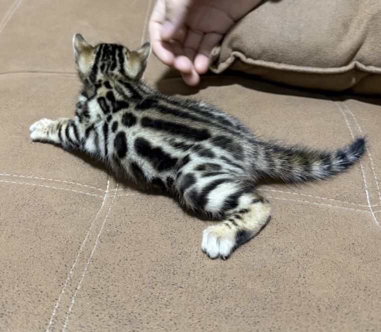 Bengal qoplon mushuk bolasi