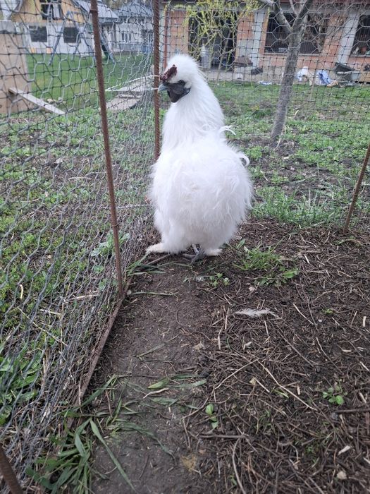 Cocoș mătase japoneză