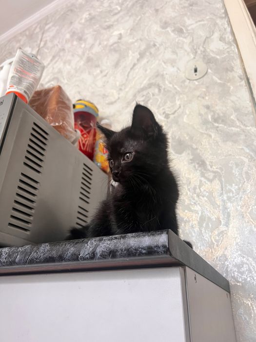 Котята полтора месяца