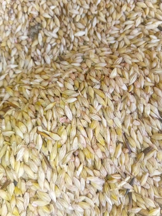 Ячмень на семена