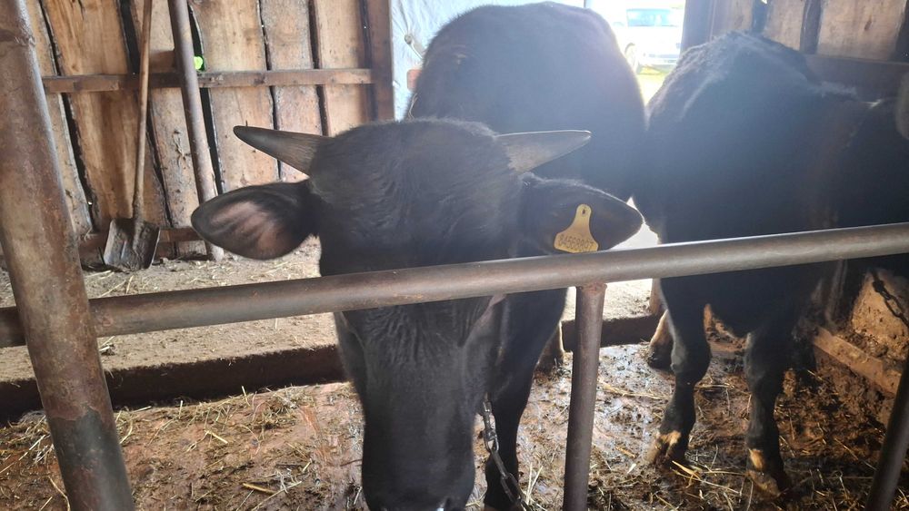 Продам бычков на доращивание