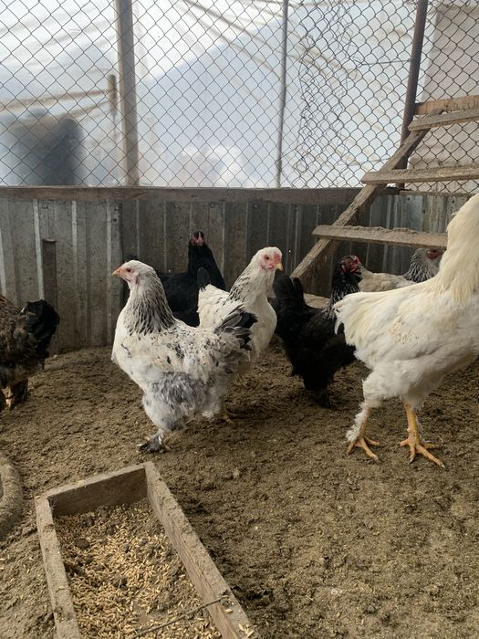 Прадается куры петушки