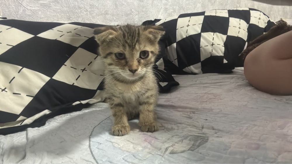 Котенок смесь шотландки и абиссинца