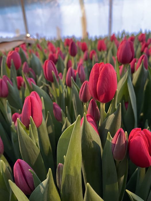 Тюльпаны оптом и в розницу