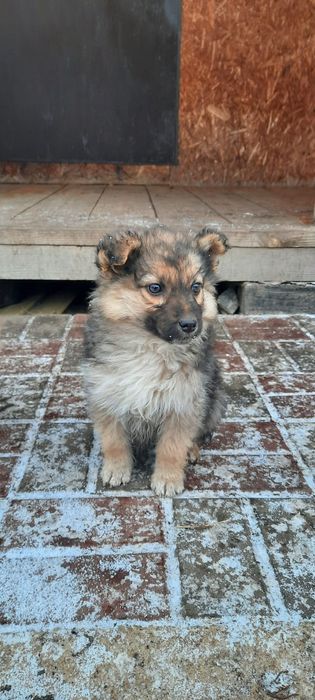 Щенят отдам в добрые руки!