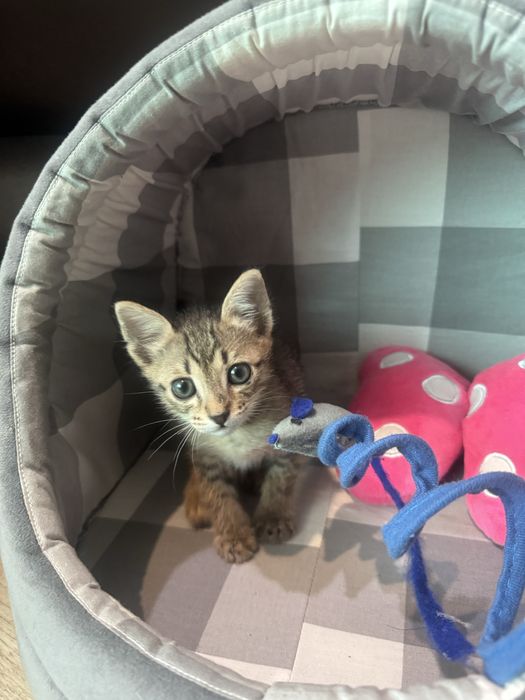 продам девочку. ласковая, игривая.