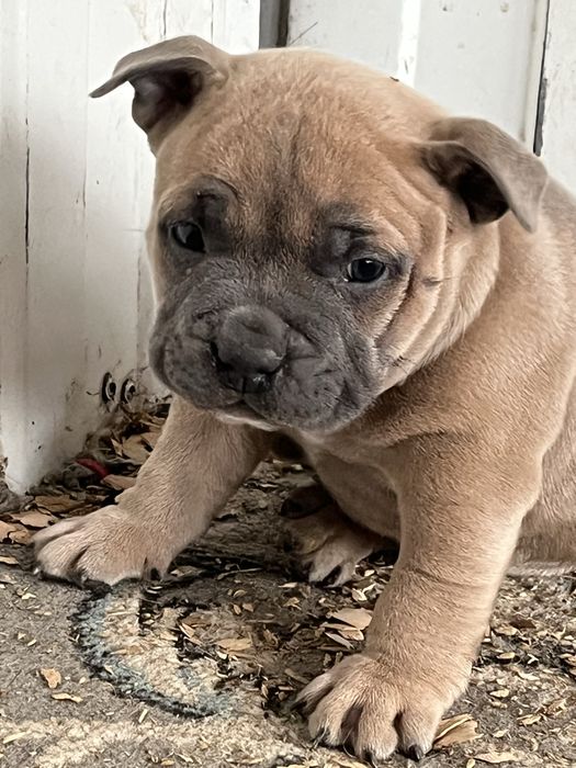 Щенки американский булли