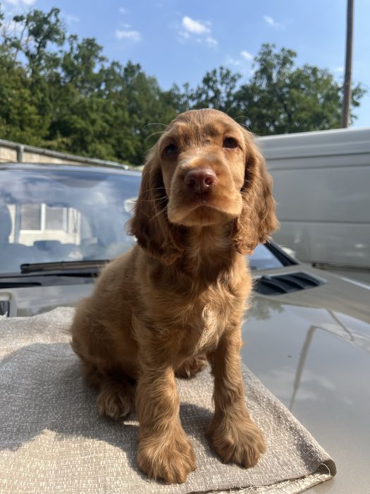 Cocker spaniol rasa pura fetita