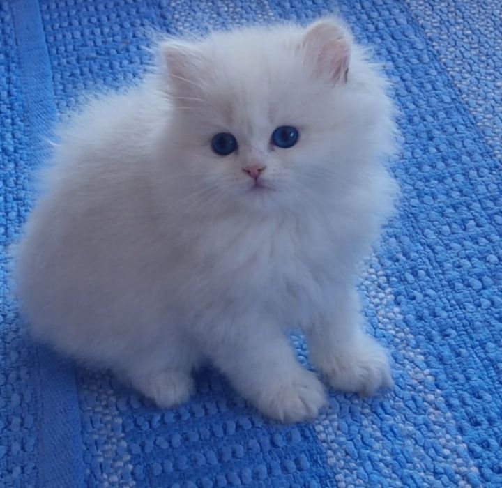 Băietel british longhair cu ochi albastrii /pedigree