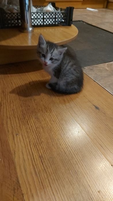 Отдам котят бесплатно