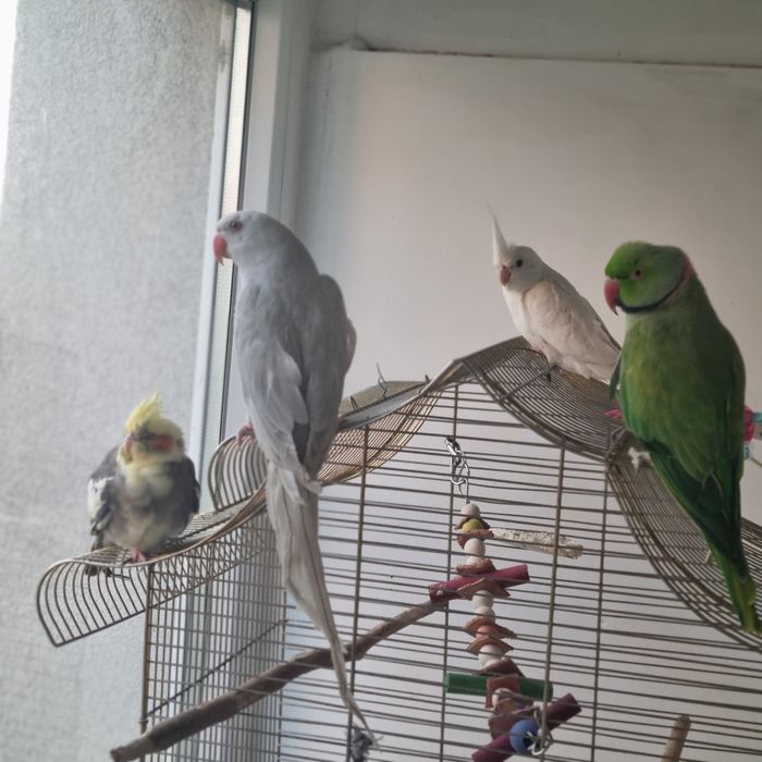 Papagali Micul Alekandru