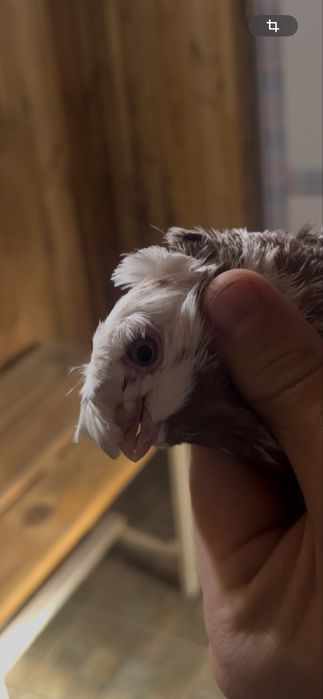 Капкан самка чинка