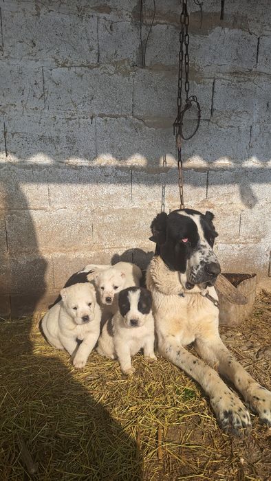 Алабай күшіктер сатылады